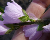 Sidalcea hickmanii ssp. hickmanii