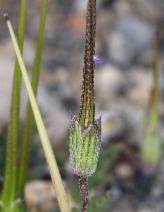 Erodium cicutarium ssp. cicutarium
