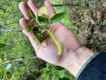 Salix laevigata var. araquipa