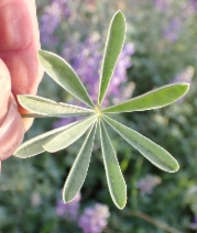 Lupinus albifrons var. albifrons