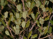 Quercus turbinella