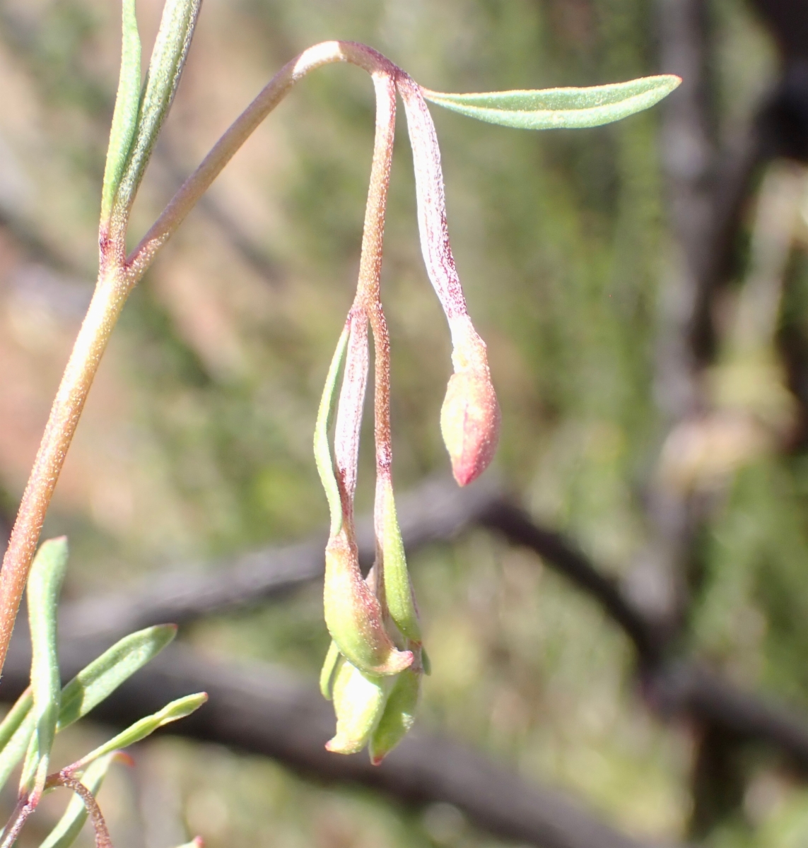 Clarkia modesta