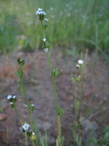 Allocarya greenei