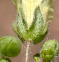 Emmenanthe penduliflora var. penduliflora