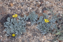 Eschscholzia minutiflora