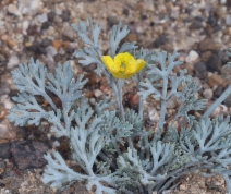 Eschscholzia minutiflora