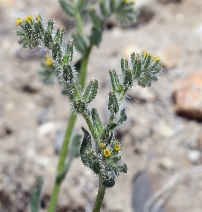 Amsinckia tessellata