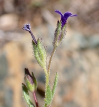 Allophyllum gilioides ssp. gilioides