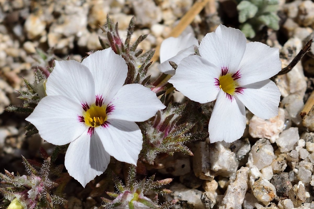 Linanthus concinnus