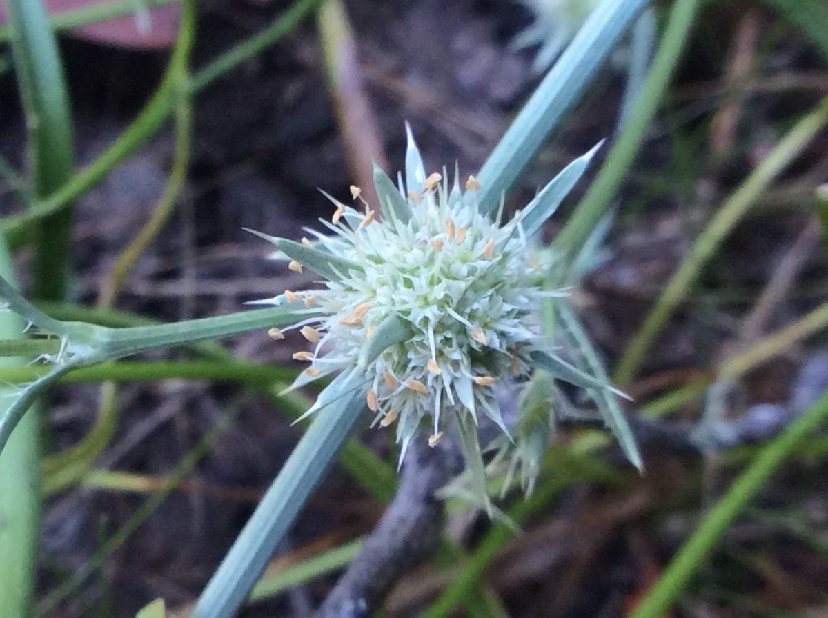 Eryngium aristulatum var. aristulatum