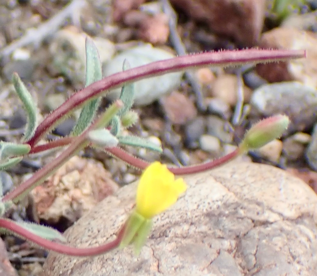 Camissonia benitensis