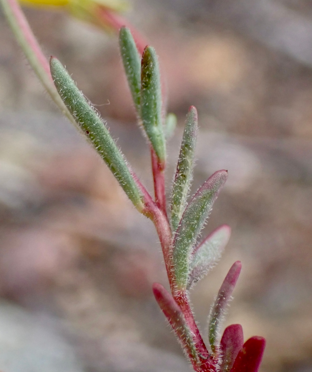 Camissonia benitensis