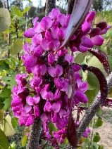 Cercis occidentalis