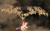 Centrostegia thurberi