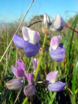 Lupinus variicolor