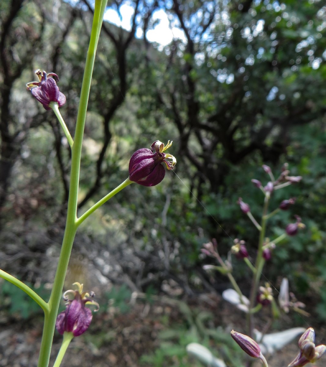 Caulanthus amplexicaulis