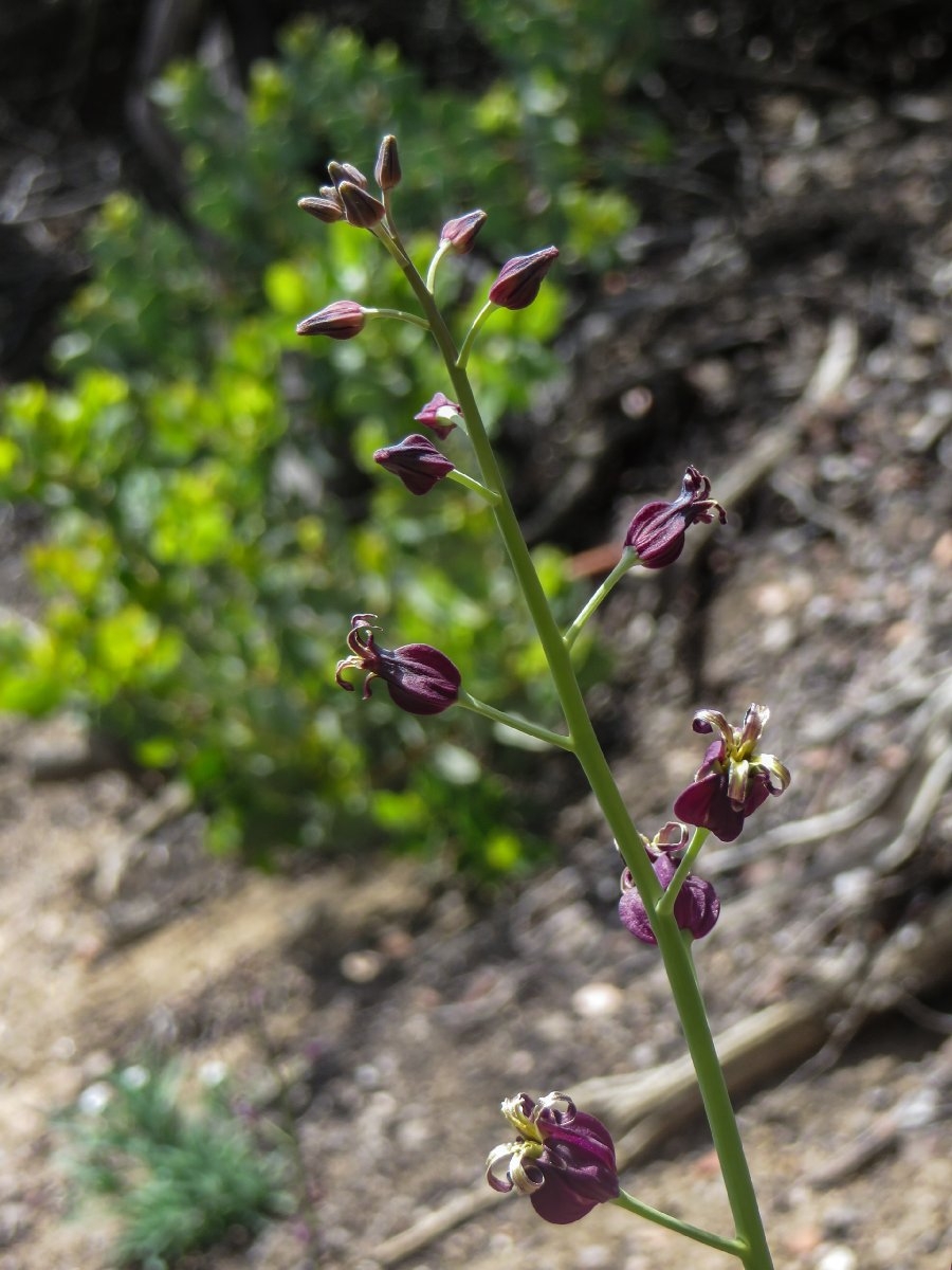 Caulanthus amplexicaulis