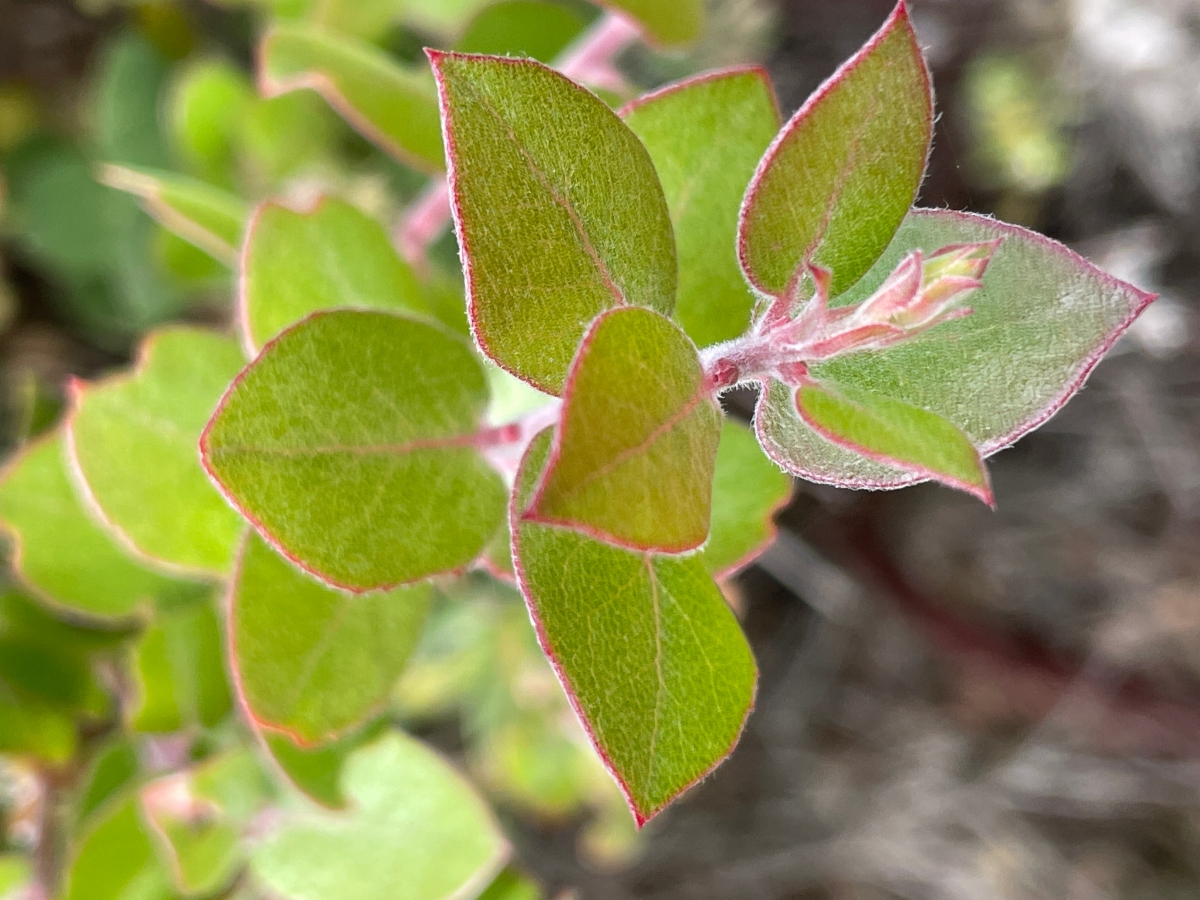 Arctostaphylos osoensis