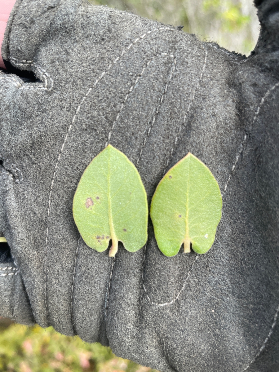 Arctostaphylos osoensis