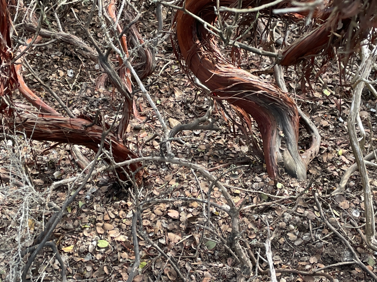 Arctostaphylos osoensis