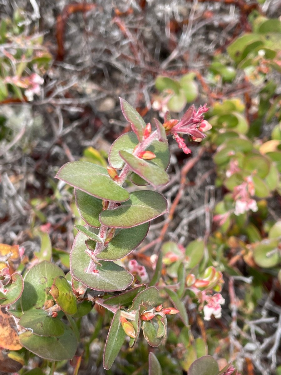 Arctostaphylos osoensis