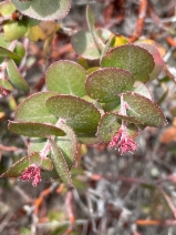 Arctostaphylos osoensis