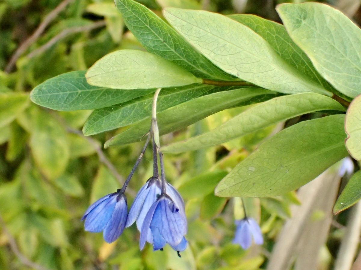 Billardiera heterophylla