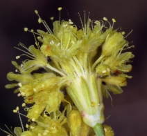 Eriogonum nudum ssp. saxicola
