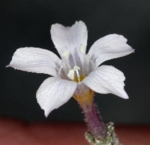Gilia hutchinsifolia