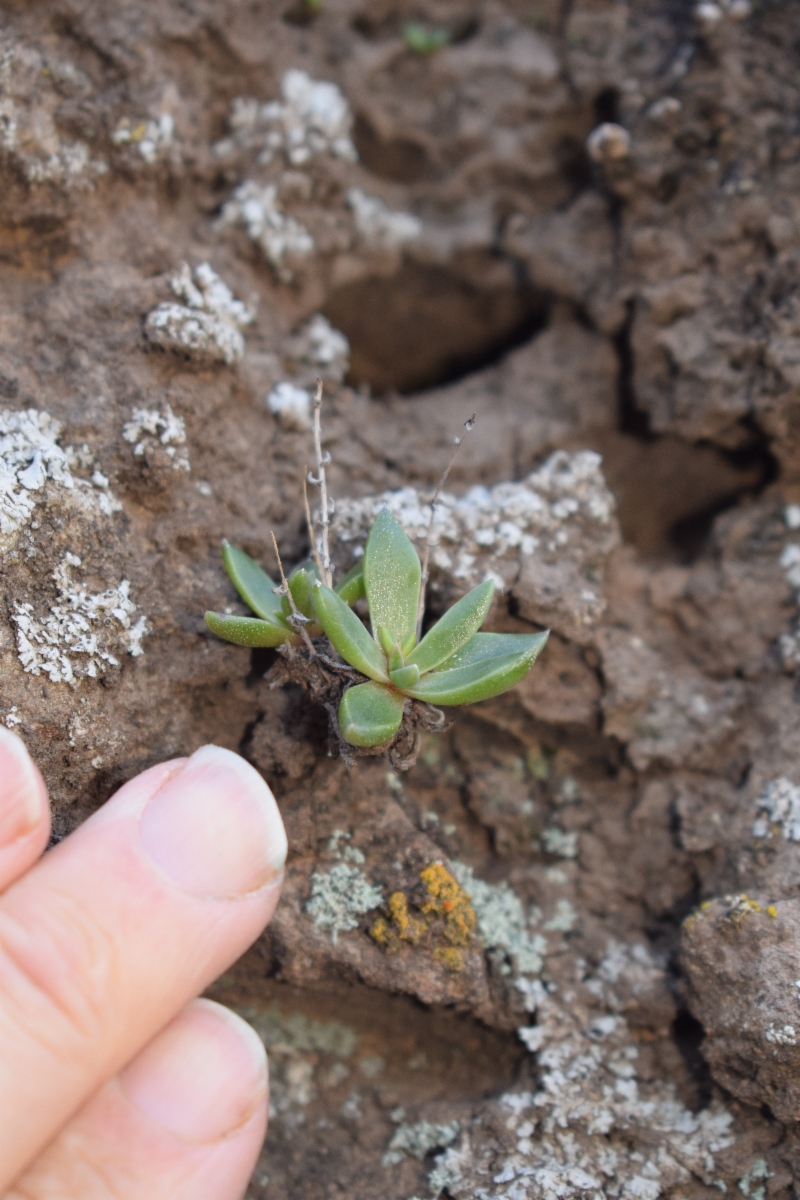 Dudleya verityi