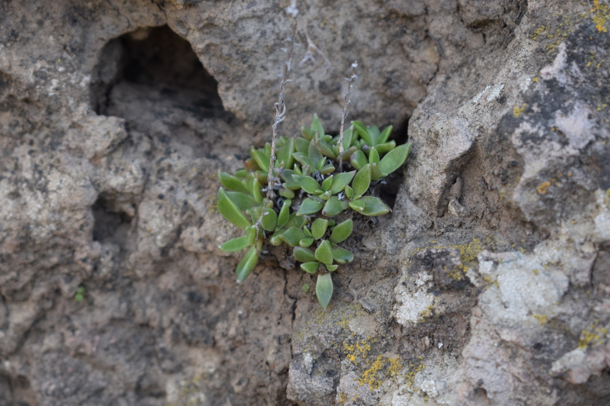 Dudleya verityi