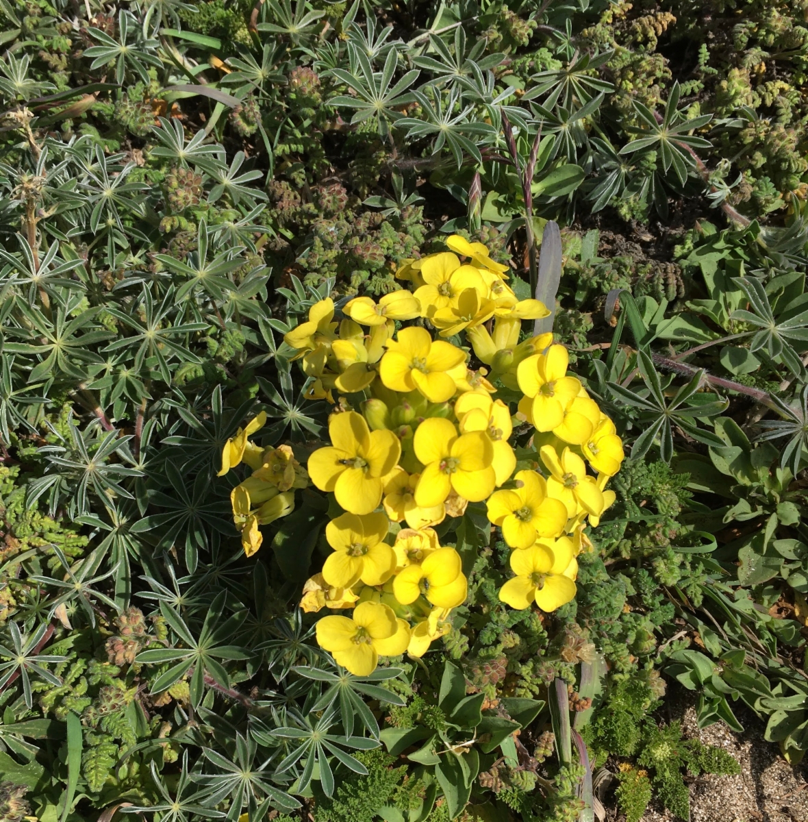 Erysimum concinnum