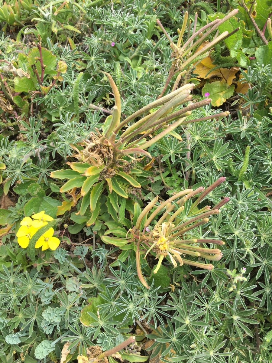 Erysimum concinnum