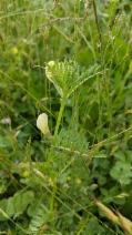 Vicia lutea