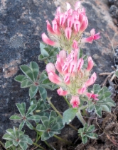 Trifolium macrocephalum