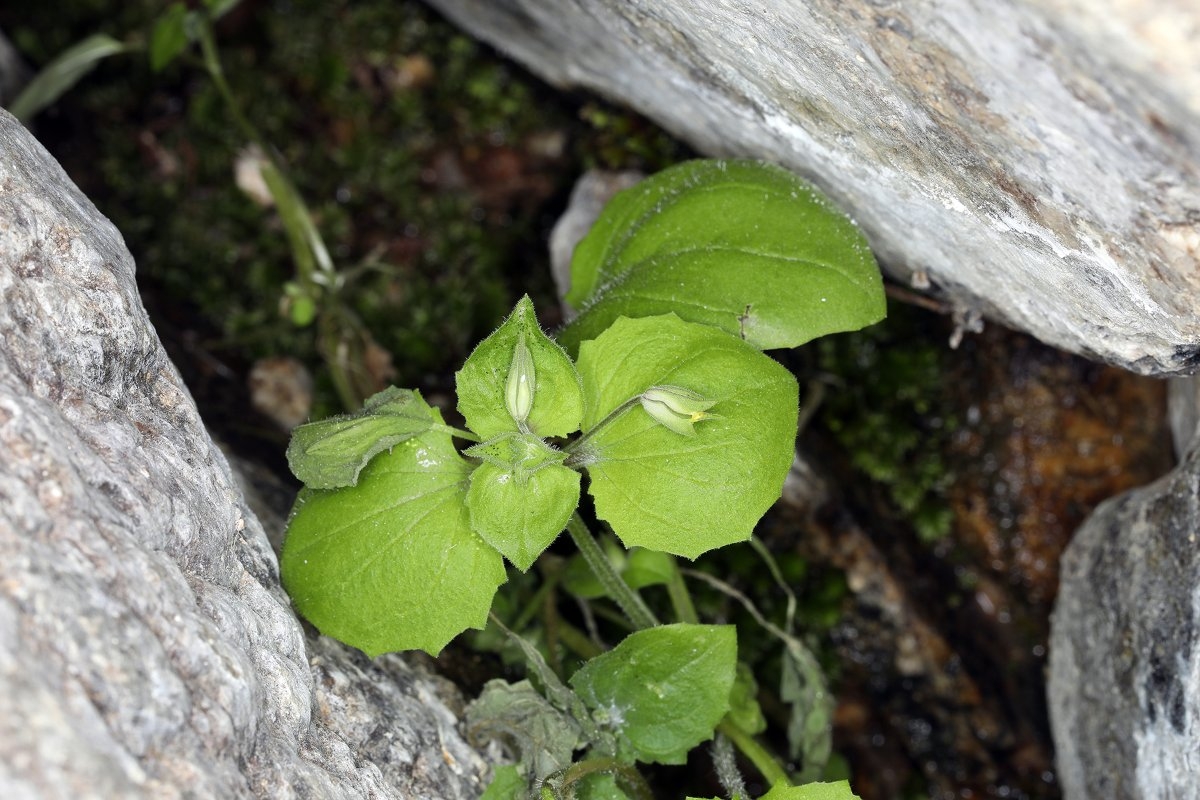 Erythranthe bergeri