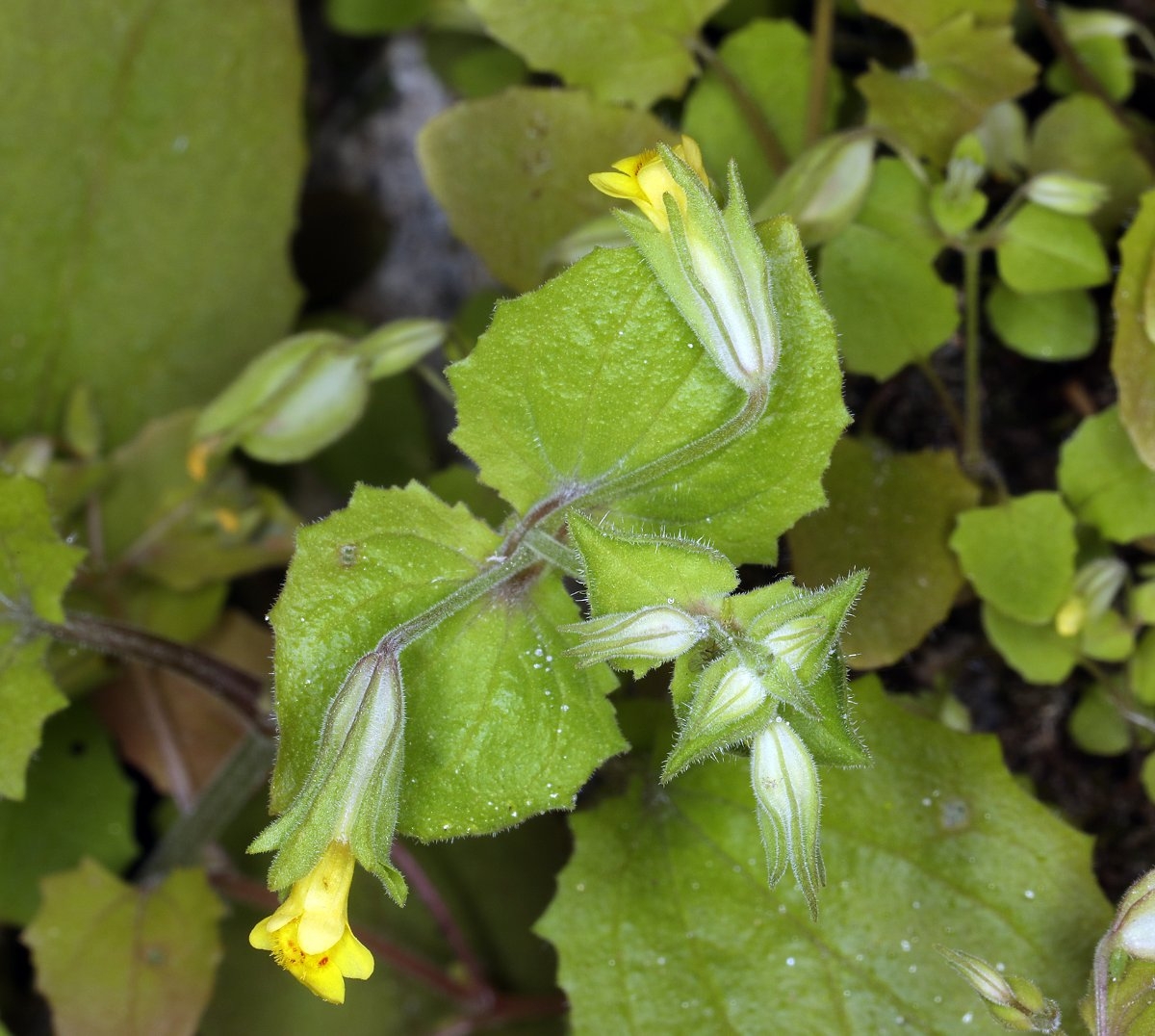 Erythranthe bergeri