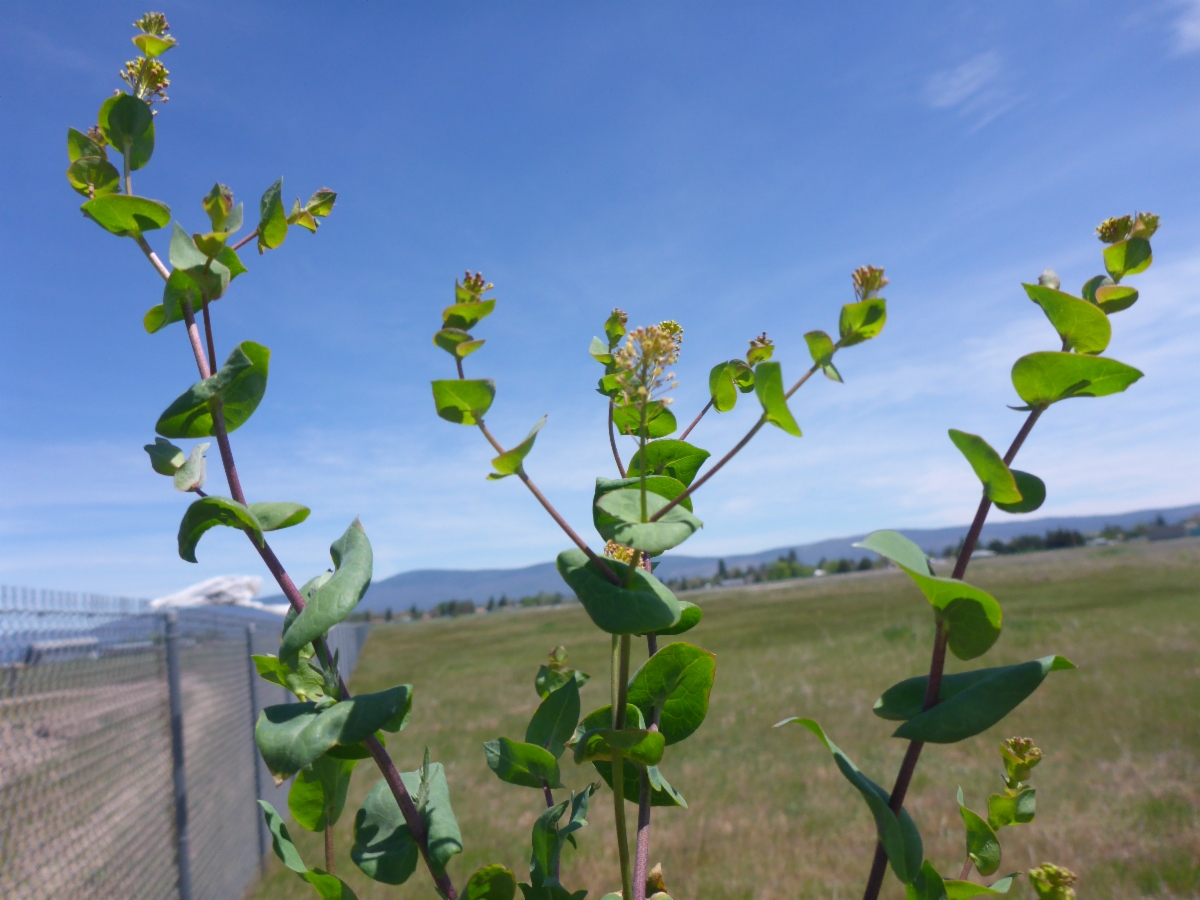 Lepidium perfoliatum