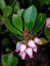 Arctostaphylos uva-ursi