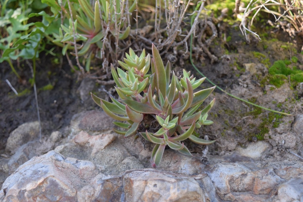 Dudleya verityi