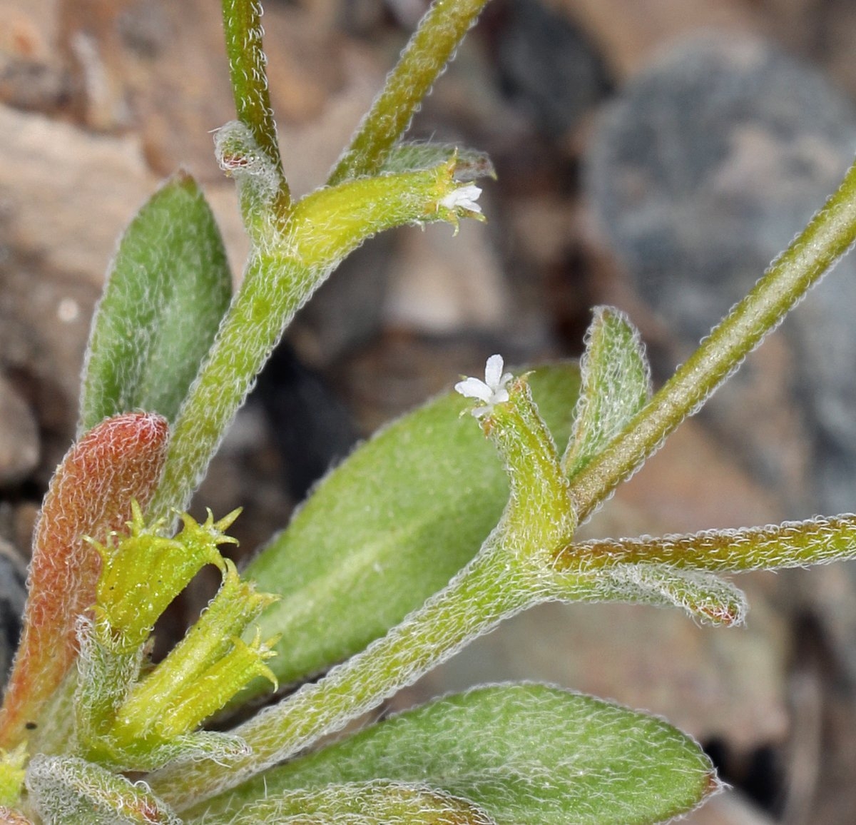 Chorizanthe brevicornu var. spathulata