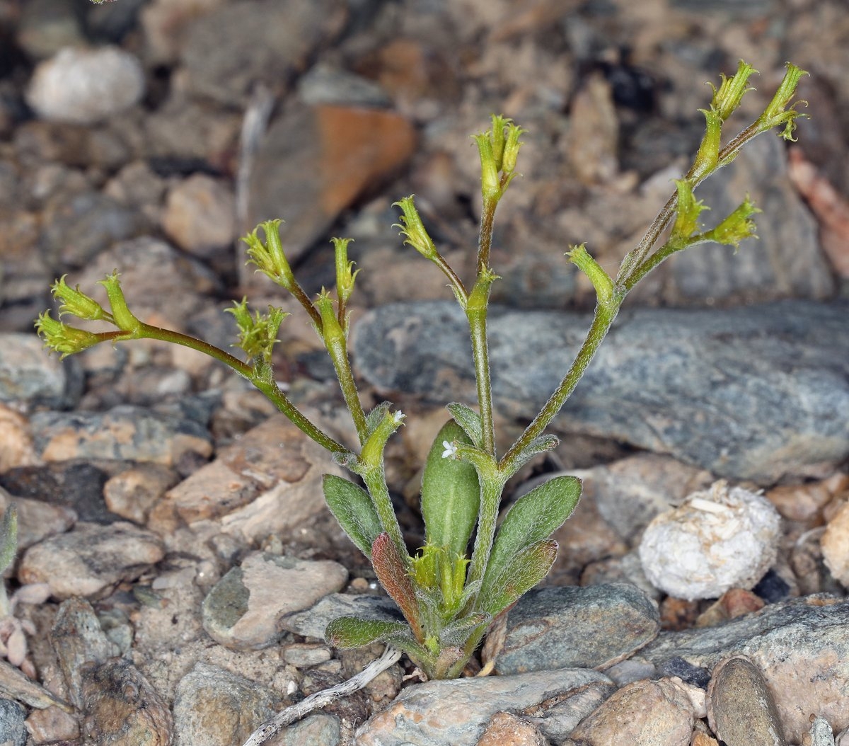 Chorizanthe brevicornu var. spathulata