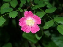 Rosa gymnocarpa