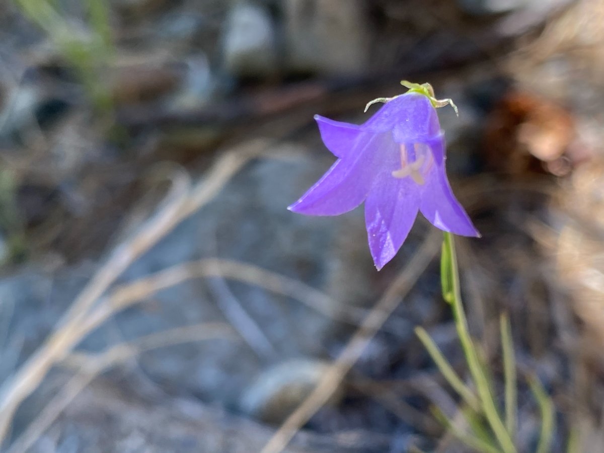 Campanula rotundifolia