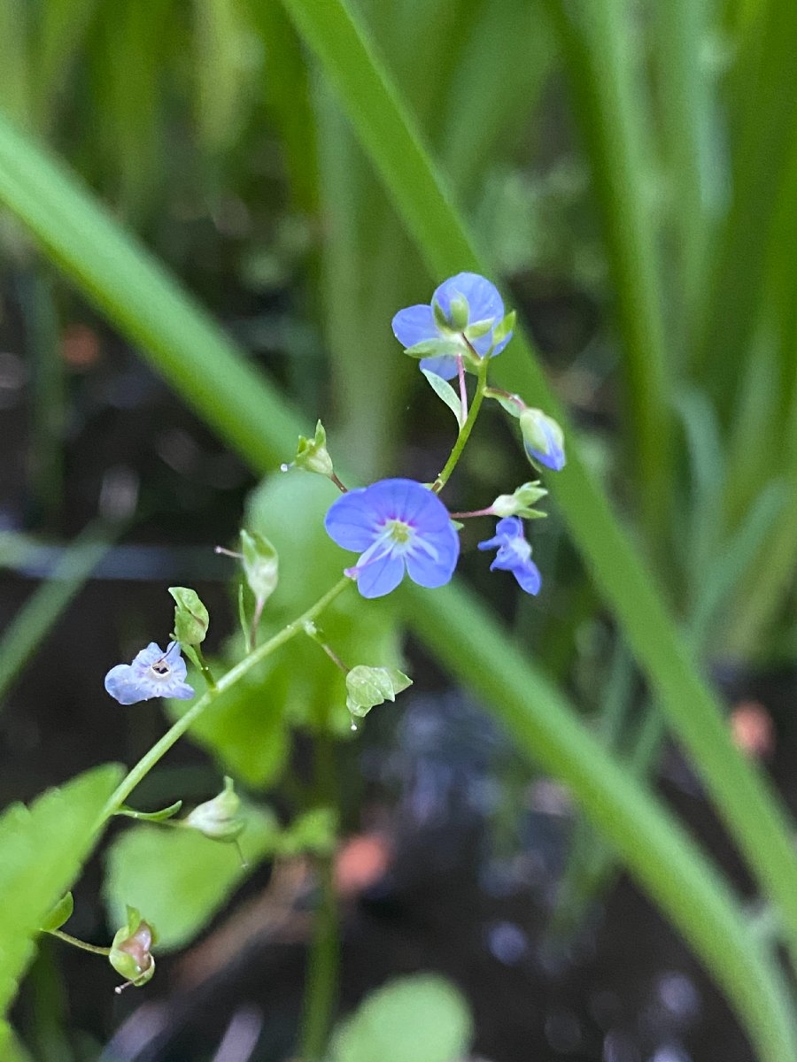 Veronica americana