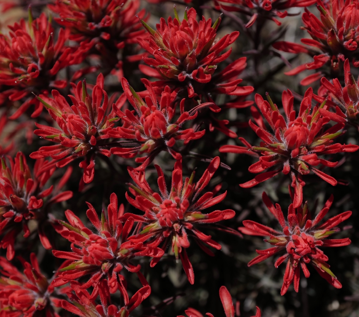 Castilleja chromosa