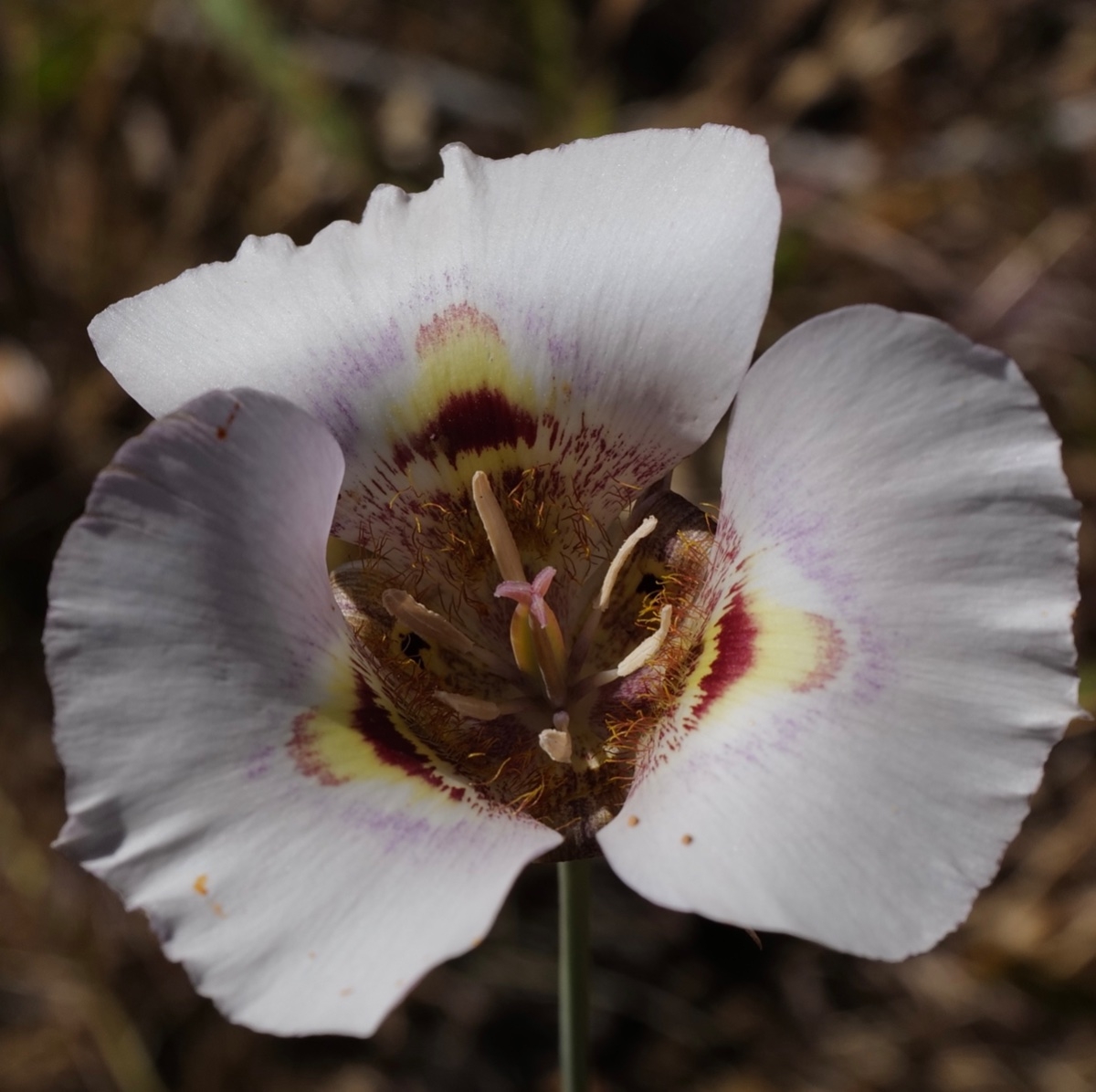 Calochortus superbus