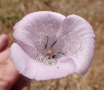 Calochortus splendens