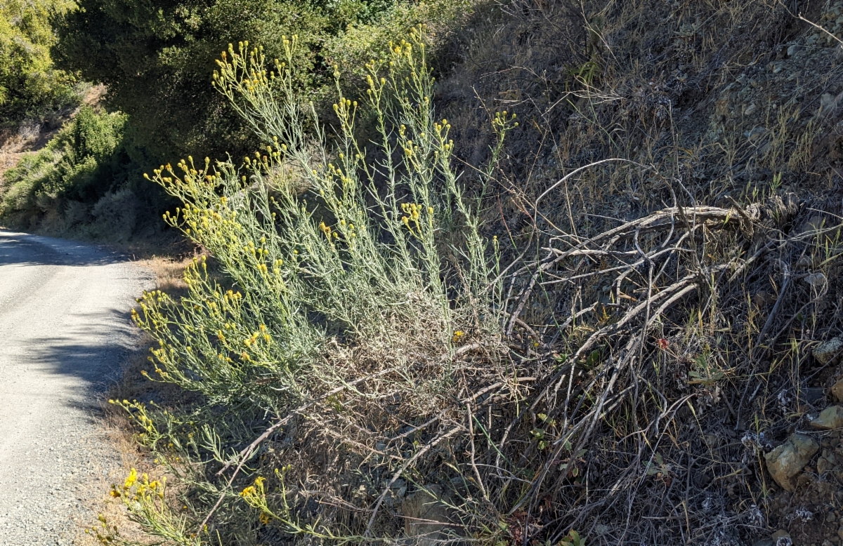 Senecio flaccidus var. douglasii