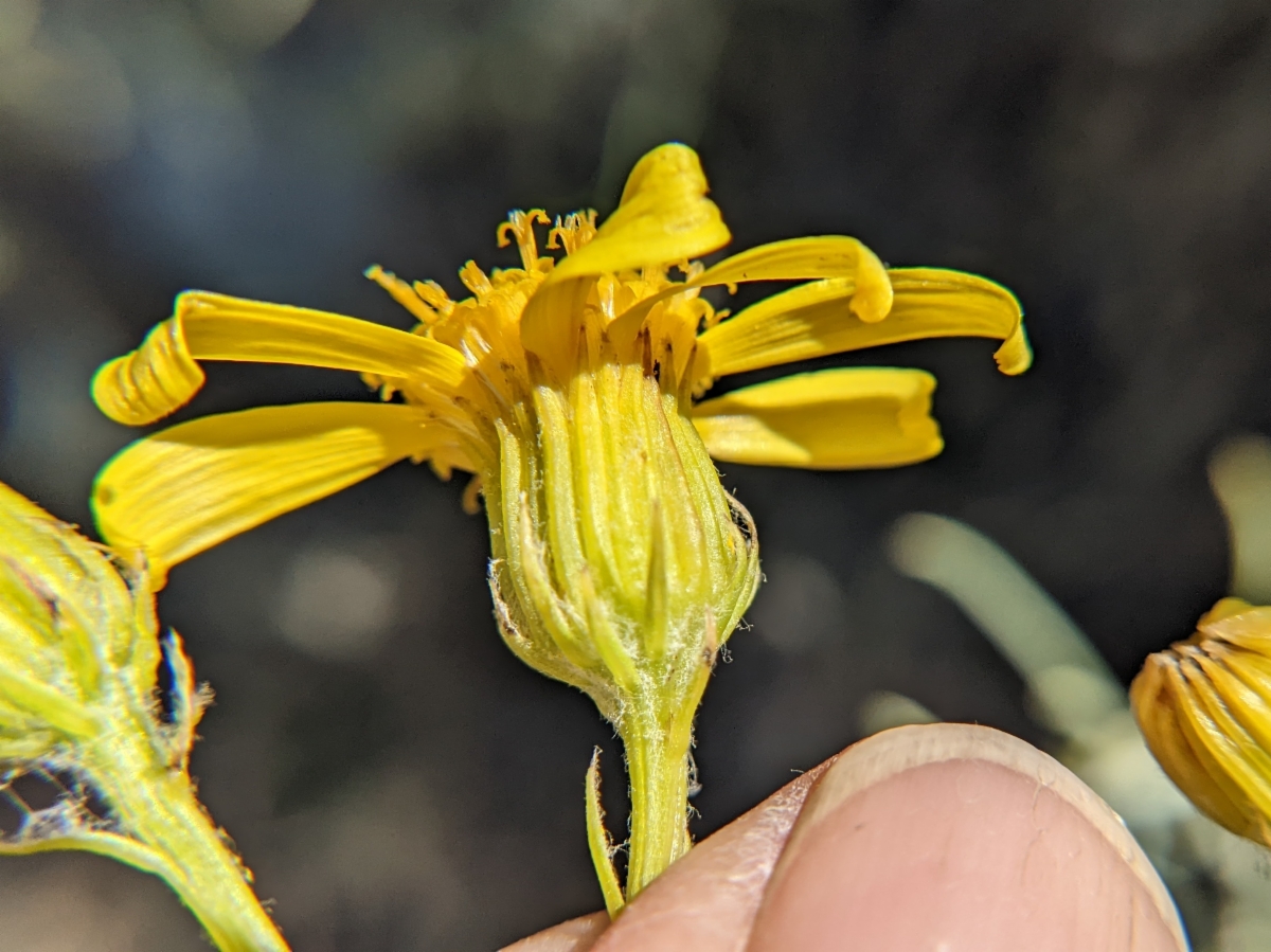 Senecio flaccidus var. douglasii